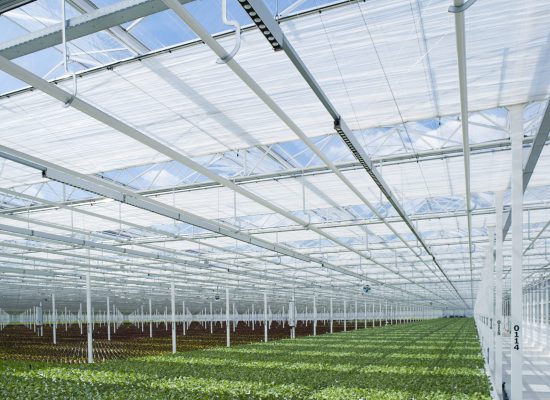 Ammerlaan Greenhouse for lettuce
